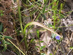 Thelymitra graminea