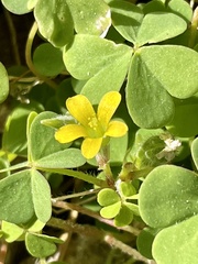 Oxalis corniculata