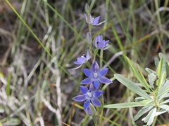 Thelymitra graminea