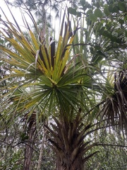 Sabal palmetto