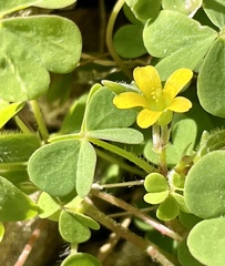 Oxalis corniculata