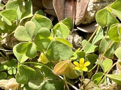 Oxalis corniculata