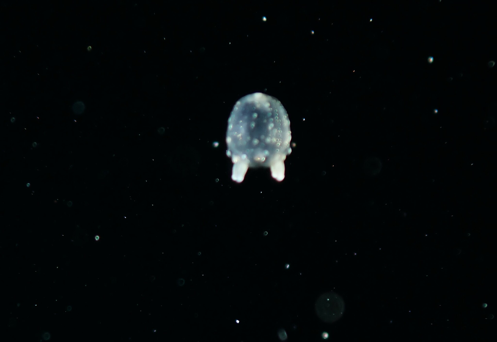 Copula sivickisi (Stiasny, 1926)