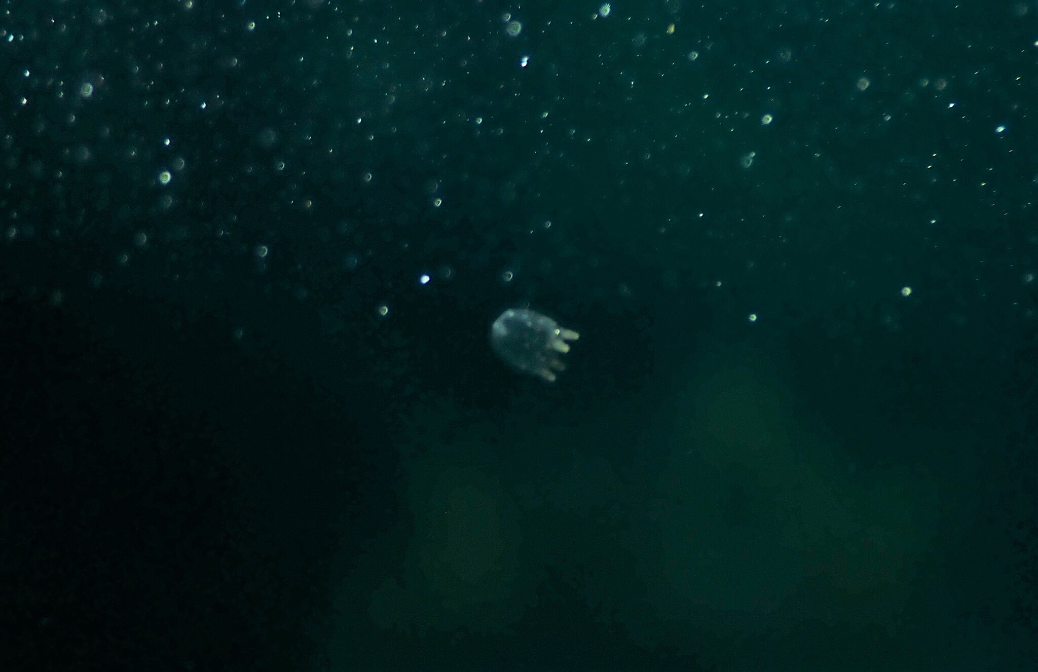 Copula sivickisi (Stiasny, 1926)