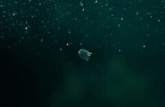 Copula sivickisi