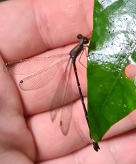 Chorismagrion risi
