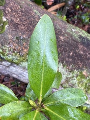 Myrsine cubana