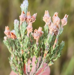 Erica modesta