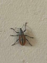 Diaprepes abbreviatus