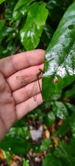 Chorismagrion risi