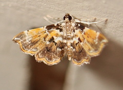 Musotima