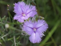Thysanotus multiflorus