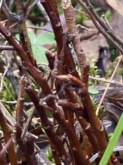 Calyptospora columnaris