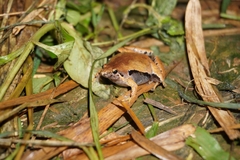 Microhyla achatina