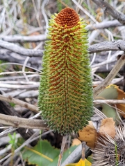 Banksia robur