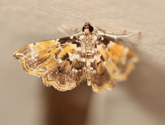 Musotima