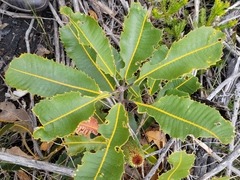 Banksia robur