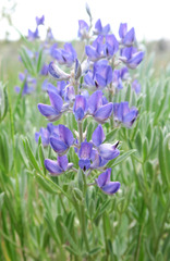 Lupinus caudatus