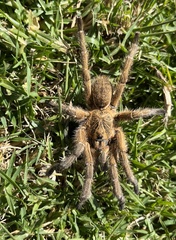 Harpactirinae
