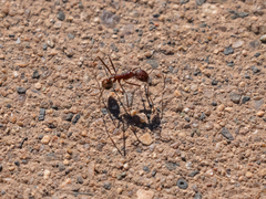 Novomessor albisetosus