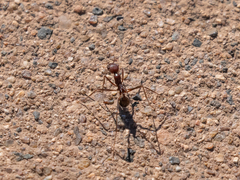 Novomessor albisetosus