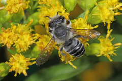 Litomegachile