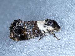 Eupselia aristonica
