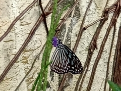 Ideopsis vulgaris