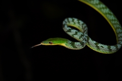 Ahaetulla mycterizans