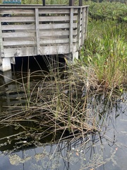 Panicum repens