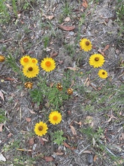 Xerochrysum bracteatum