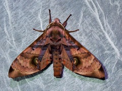 Daphnusa