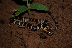 Homalopsis buccata