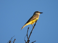 Tyrannus couchii