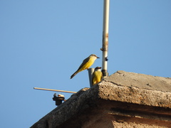 Tyrannus couchii