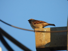 Passer domesticus