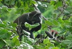 Cercopithecus mitis albogularis