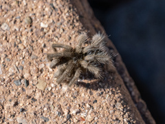 Aphonopelma mareki