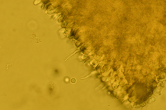 Pseudoomphalina intermedia