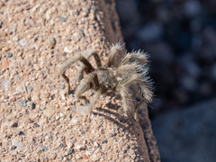 Aphonopelma mareki