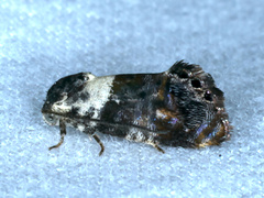 Eupselia aristonica