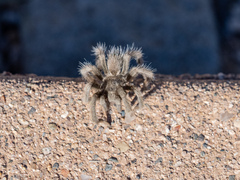 Aphonopelma mareki