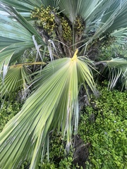 Pritchardia