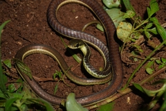 Dendrelaphis subocularis