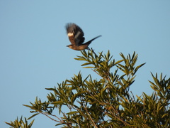 Mimus polyglottos