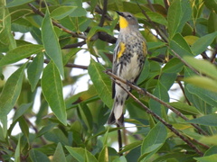 Setophaga coronata auduboni