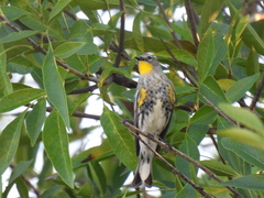 Setophaga coronata auduboni