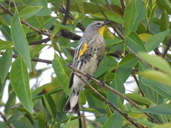 Setophaga coronata auduboni