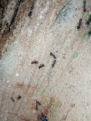 Dolichoderus thoracicus