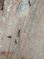 Dolichoderus thoracicus